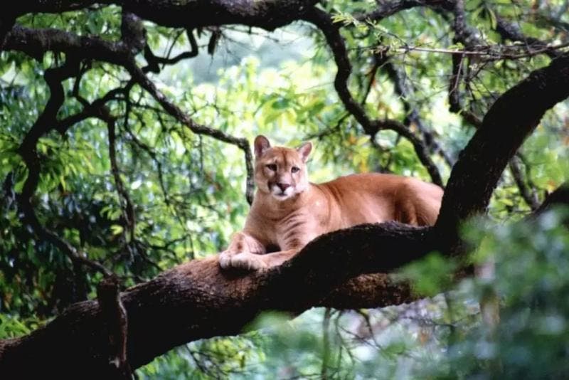 A fauna e flora nativa de Bom Jardim da Serra.